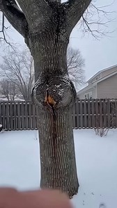 The famous Tree popping during Winter Storm 🪾 #winterstorm #tree #popping #trend #fyp | Daily HaHa Humor