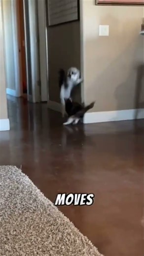 Weirdest Animal Behaviors Ever Caught on Camera You Won’t Believe #animals #cuteanimal #top5 #funny