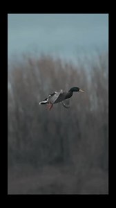 271K views · 4.3K reactions | Duck Hunters on Reels | Facebook