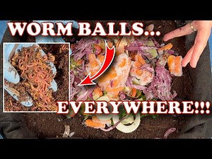 80 Days in My Outdoor Worm Bin… WORM BALLS Everywhere! Should I Harvest?! | Vermicompost Worm Farm