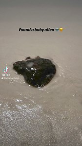 2K views · 12 reactions | So I found a baby alien at the beach today ️ #help #whatisit #baby #alien #beach #find #theblob #marinelife #gulfcoast | Amanda Adams | Facebook