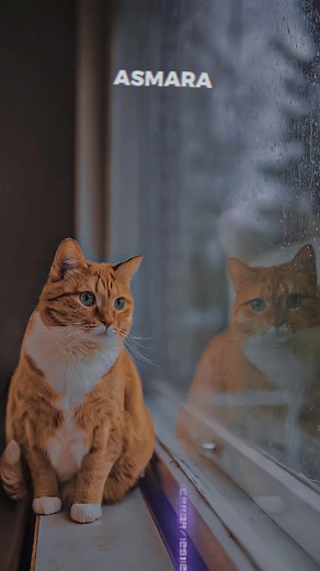 DJ Asmara: New Rules Collaboration