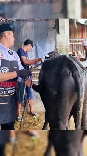 Cara merubuhkan sapi qurban dengan mudah | Juleha Juru sembelih halal