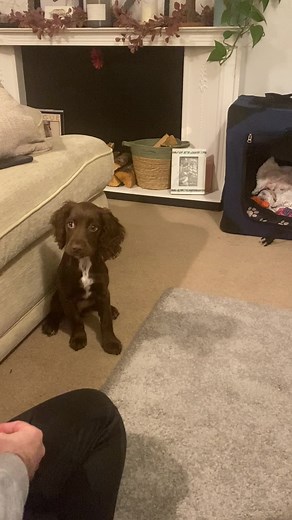 Basic Command Training for 17-Week-Old Sprocker Spaniel Puppy