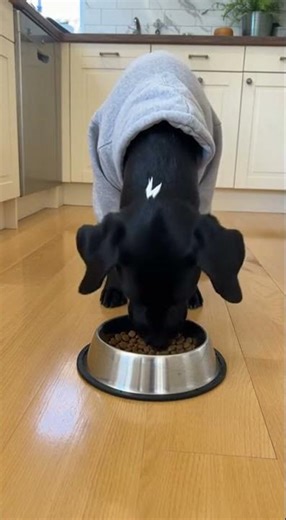 f1 #puppy #adorably #labrador #adoreble #funny #animals #cute #pets #doggo #doglife