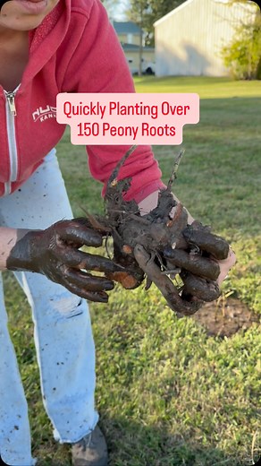 1.5M views · 10K reactions | My secret for quickly planting peony roots!!! | Green Eyed Lady Farm | Facebook