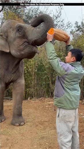 What did the boy give to the elephant?