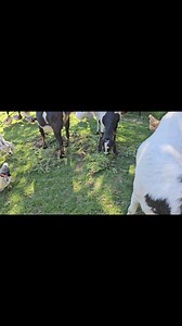 15K views · 424 reactions | This is our in-house weed sorting system. Works like a charm  | Warren Peace Bunny Sanctuary | Facebook