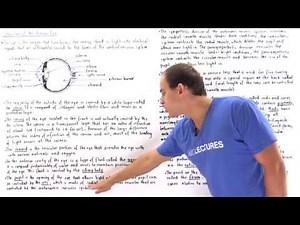 Structure of the Human Eye