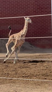 2.7M views · 98K reactions | Go, baby, go! DZCA Volunteer Photographer Jo Ashton recently shared this adorable video of BB’s baby zooming around his habitat! Did you know giraffes can run up to 35 miles per hour? 漣 #DenverZooConservationAlliance #BabyGiraffe #ZooBaby #Zoomies #BabyZoomies #Baby #BabyBoy #SavingWildlifeTogether | Denver Zoo Conservation Alliance | Facebook