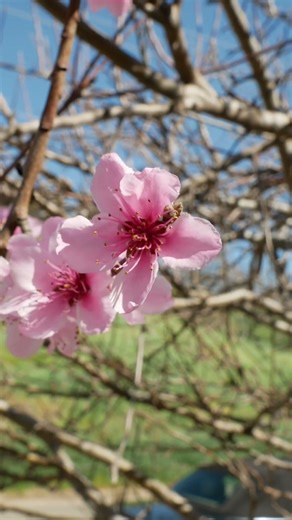 Sakura Cherry Blossom #cuocsongbenmy #hoaanhdao