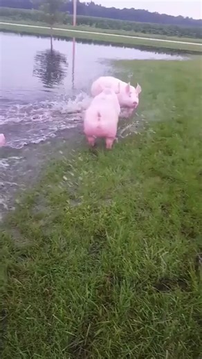 awww they look delicious 😍