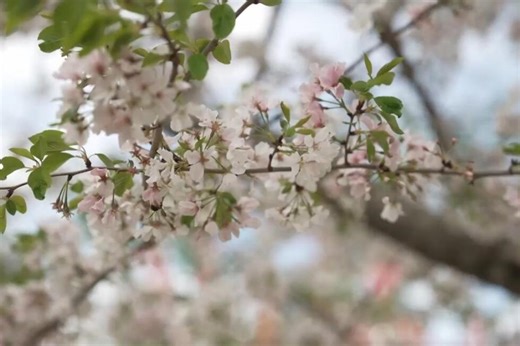 Spring enthusiasts enjoy peak cherry blossom season across the United States