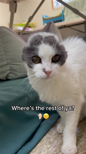 Cat Rescue and Sanctuary | Heartwarming Story of an Earless Cat