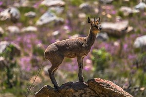 11 Facts About the Klipspringer - Africa's Dancing Antelope