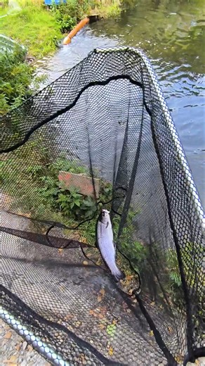 Trout caught! Ultra-light fishing