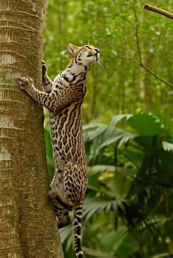 Ocelot Wild Cat 😳🐆 #ocelot #wildcat #animals #nature #predator #rare #jungle #viral #cat #catlife