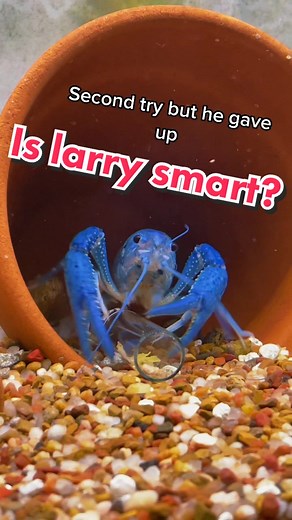 Testing How Smart is My Crawfish 🦞: First Attempt vs. Second Try