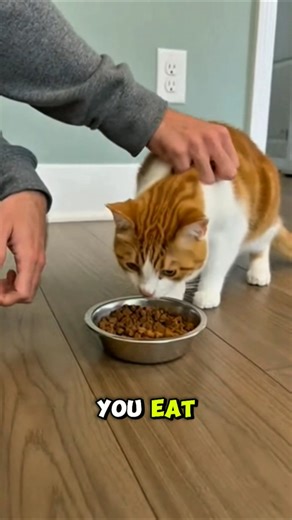 let me eat human. #angrycat #funnycat #shorts