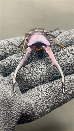 どの子が1番好き？#ムシキング #昆虫バトル #カブトムシ #クワガタ #ヘラクレスオオカブト #メタリフェルホソアカクワガタ #カウピホソアカクワガタ #ニジイロクワガタ #insects #虫