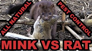 567K views · 10K reactions | Mink and Dogs 1st Day Ratting Huge Pheasant Farm! | Joseph Carter Minkman | Facebook
