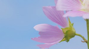 how to Grow Mallow flowers Seeds Step By Step