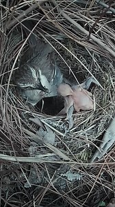 97K views · 638 reactions | The cuckoo pushed out all the birds, and I rescued all the birds and added guardrails | Review All Birds | Facebook