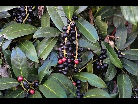 Poisonous and non-poisonous berries and fruits