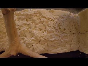 Ball Python Enclosure Build