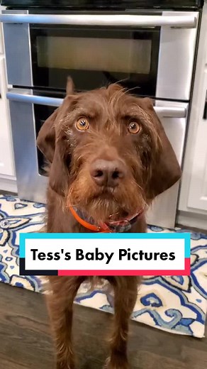 Tess is a Pudelpointer. It's a very old versatile hunting breed from Germany (she's not a doodle). Pudelpointers were originated in 1881! They both point and retrieve and they're very, very smart. #huntingdog #dogsofttiktok #tess