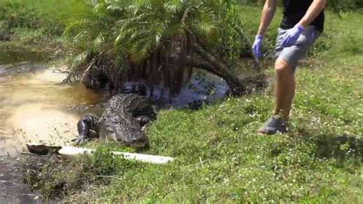 Feeding a giant white crocodile