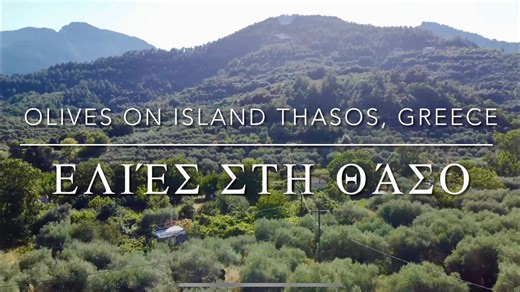 Witness history through Thasos Greece’s ancient olive groves