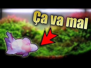 Mon poisson rouge va mal.