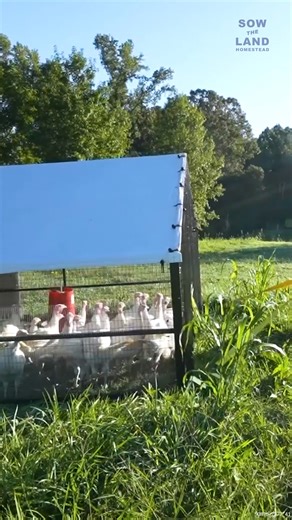 Nobody Tell the Turkeys THIS #Turkeys #Farming #FarmLife #RaisingTurkeys | Sow the Land