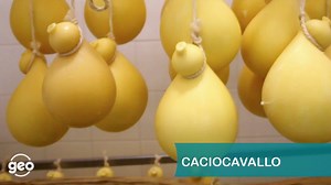 Il nome "caciocavallo" pare derivare dall'uso di appendere le forme fresche, legate a coppie, a cavallo di una trave per farle essiccare. Viene chiamato anche provola, è un formaggio stagionato di almeno 3 mesi, a pasta filata tipico dell'Italia meridionale. Geo | Rai3