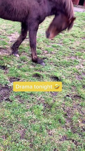 Funny Pony Stamping Feet Compilation