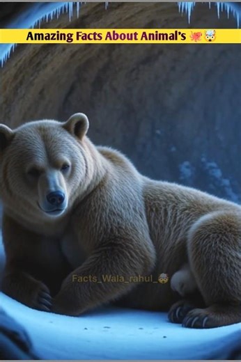 Amazing Facts About Animal's 🦍🤯 | जानवरों से जुड़े रोचक तथ्य 🤯 | Animal's Facts | #animals #facts