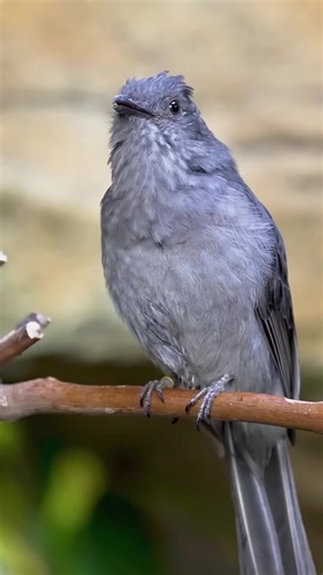 Descubriendo los Llamados de las Aves en EE. UU.