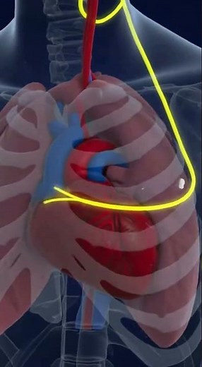 Vagus Nerve Functions Explained | How Cranial Nerve X Controls Your Body