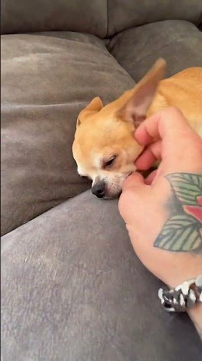 Niki Is A Unusual Chihuahua🤣