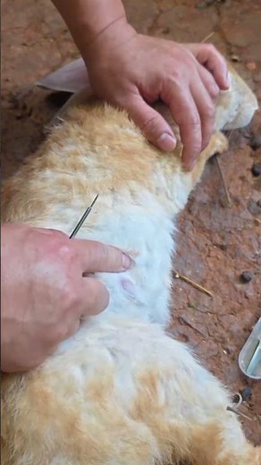 Treating My Rabbits Today 🐰 | Care, Love & Recovery