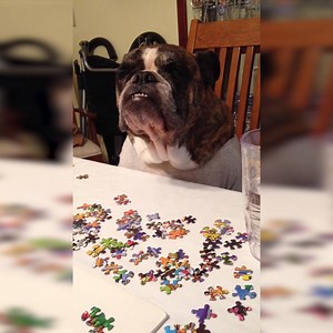 748K views · 6.3K reactions | When you're 8 hours into a 10,000 piece jigsaw puzzle and realise the main pieces are missing...  | LADbible | Facebook