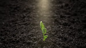 Growing Pea Plant in Time Lapse. Sprout Germination From Seed in Light Beam. Greenhouse Food Production.