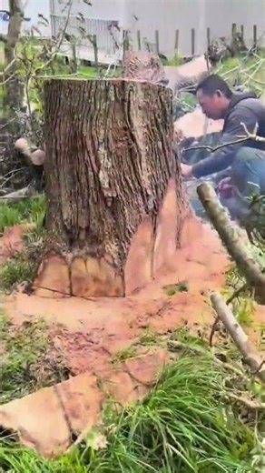Cutting large tree trunk with chainsaw to remove excess wood and prepare it for further processing