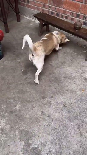 Crushing the Purple Cloud: My Little Dog's Joy in the Countryside