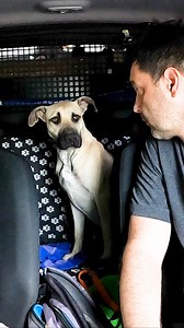 Олег Новиков on Instagram: "Собаку бросили в лесу с коробкой макарон. История собаки по имени Ринго. Я увидел собаку лежащую под деревом на обочине. Он лежал и чего-то ждал. На нем не было ни ошейника, ни электронного датчика и он был чистый. Я думаю, что его просто привезли и там оставили 😥 Не переживайте, эта история закончилась очень хорошо. Полное видео можно посмотреть на моем Ютуб канале https://www.youtube.com/c/OlegNovikov1"