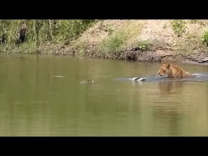 Lioness steals a zebra from crocodiles