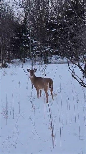 Why Does the Deer Stop Its Foot? #deer #nature #snow #minnesota