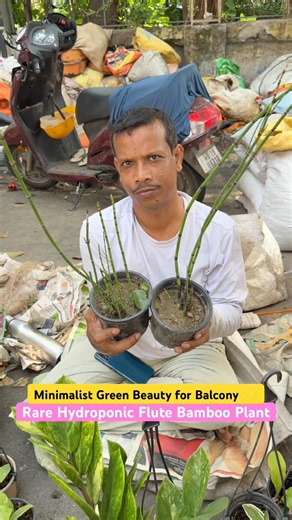 Soil-Free Bamboo 😲 Rare Hydroponic Beauty at Galiffstreet!