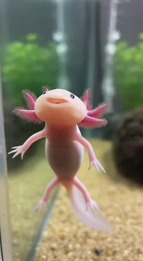 A tiny axolotl floats peacefully near the aquarium glass, staring curiously at the camera. Suddenly, it opens its mouth in the most dramatic slow-motion yawn ever as magical bubbles rise all around it! | Daily Clippy | Facebook
